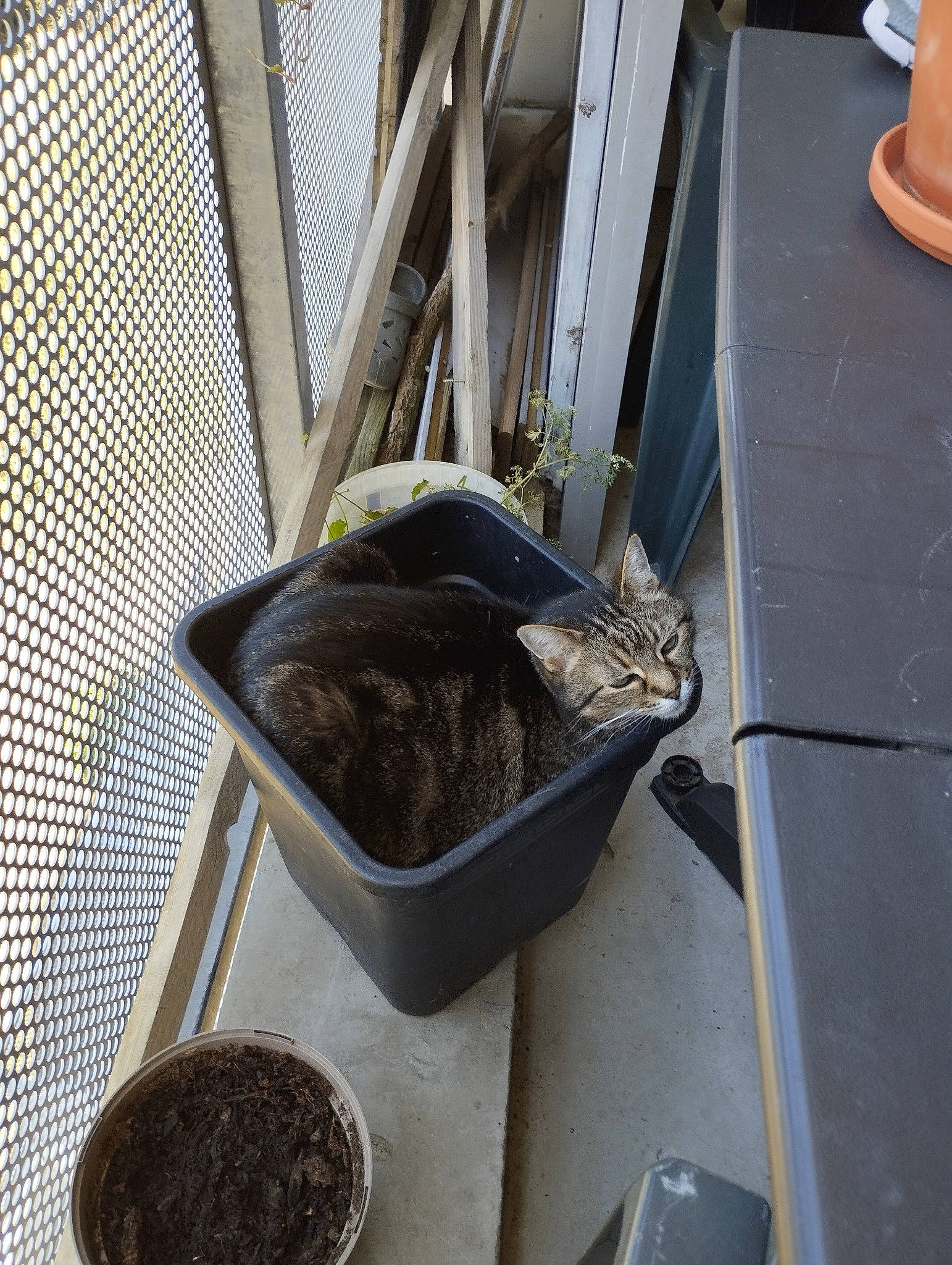 Fifille participe au concours pour gagner de l'argent avec cette photo : animal_shelter, bird, cage, cat, felidae, foot, ingredient, pet_supply, small_animal_food, small_to_medium_sized_cats, soil, tail