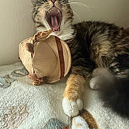 Luna And Chase joined the competition — help win amazing prizes! cat, tabby, yawning, pet, animal, feline, whiskers, toy, plush, hat, paws, claw, fur, indoor, blanket, cozy, relaxed, sleepy, cute, mammal