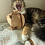 cat, tabby, yawning, pet, animal, feline, whiskers, toy, plush, hat, paws, claw, fur, indoor, blanket, cozy, relaxed, sleepy, cute, mammal