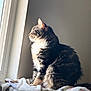 Luna And Chase joined the competition — help win amazing prizes! cat, tabby, fluffy, window, blanket, indoor, pet, feline, sitting, side_view, sunlight, cozy, fur, domestic_animal, resting, looking_out, home, animal, quiet, soft_light