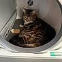 Luna And Chase joined the competition — help win amazing prizes! cat, tabby, pet, animal, dryer, appliance, indoor, curled_up, fur, whiskers, ears, resting, cozy, household, domestic, cute, looking, sideways, closeup, machine