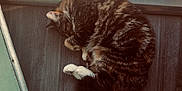 Luna And Chase is registered to the contest to win money with this photo: cat, tabby, sleeping, curled_up, fur, indoor, floor, wooden_floor, pet, animal, whiskers, tail, paws, cozy, resting, cute, domestic_cat, feline, quiet, peaceful