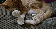 Clover is registered to the contest to win money with this photo: animal, cat, comfort, cozy, curled_up, cute, domestic_cat, feline, fluffy, fur, ginger, indoors, kitten, paw, pet, resting, sleeping, tail, texture, whiskers