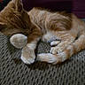 animal, cat, comfort, cozy, curled_up, cute, domestic_cat, feline, fluffy, fur, ginger, indoors, kitten, paw, pet, resting, sleeping, tail, texture, whiskers