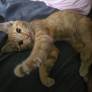 Clover joined the competition — help win amazing prizes! animal, bed, blanket, cat, closeup, curious, cute, ears, feline, fur, ginger_cat, indoor, kitten, lying_down, paw, pet, playful, stretching, whiskers, young_animal