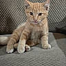 Clover joined the competition — help win amazing prizes! animal, cat, closeup, couch, curious, cute, ears, feline, fur, gray, indoor, kitten, looking, orange_tabby, paws, pet, sitting, texture, whiskers, young