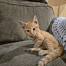 Clover joined the competition — help win amazing prizes! animal, cat, couch, cozy, crochet, cute, domestic, ears, eyes, furniture, ginger_cat, home, indoor, kitten, pet, resting, sofa, tail, texture, whiskers