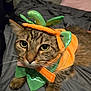 cat, tabby_cat, costume, pumpkin, orange, green, pet, animal, wide_eyes, whiskers, fur, bed, blanket, indoor, cute, domestic_animal, close_up, face, ears, paw