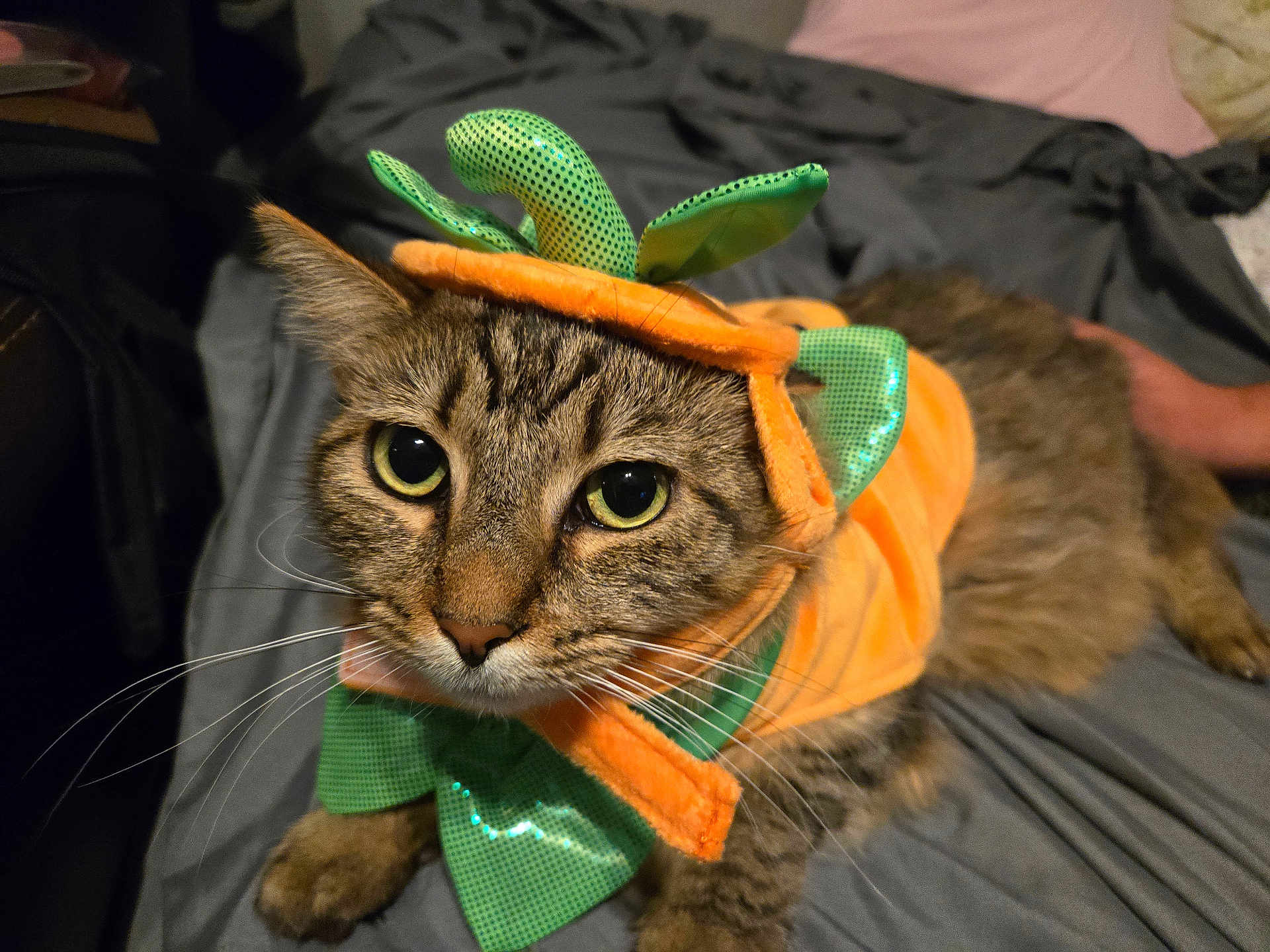 Fangs joined the competition — help win amazing prizes! cat, tabby_cat, costume, pumpkin, orange, green, pet, animal, wide_eyes, whiskers, fur, bed, blanket, indoor, cute, domestic_animal, close_up, face, ears, paw