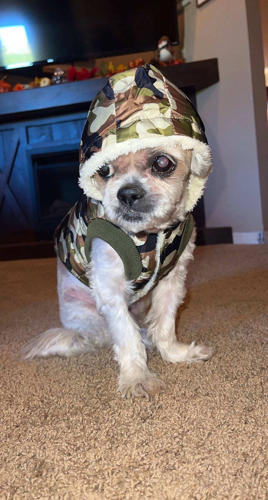 Brutus joined the competition — help win amazing prizes! canidae, carnivore, collar, companion_dog, dog, dog_breed, dog_clothes, dog_collar, dog_supply, eyewear, fashion_accessory, fawn, flooring, fur, leash, snout, sporting_group, toy_dog, whiskers, working_animal