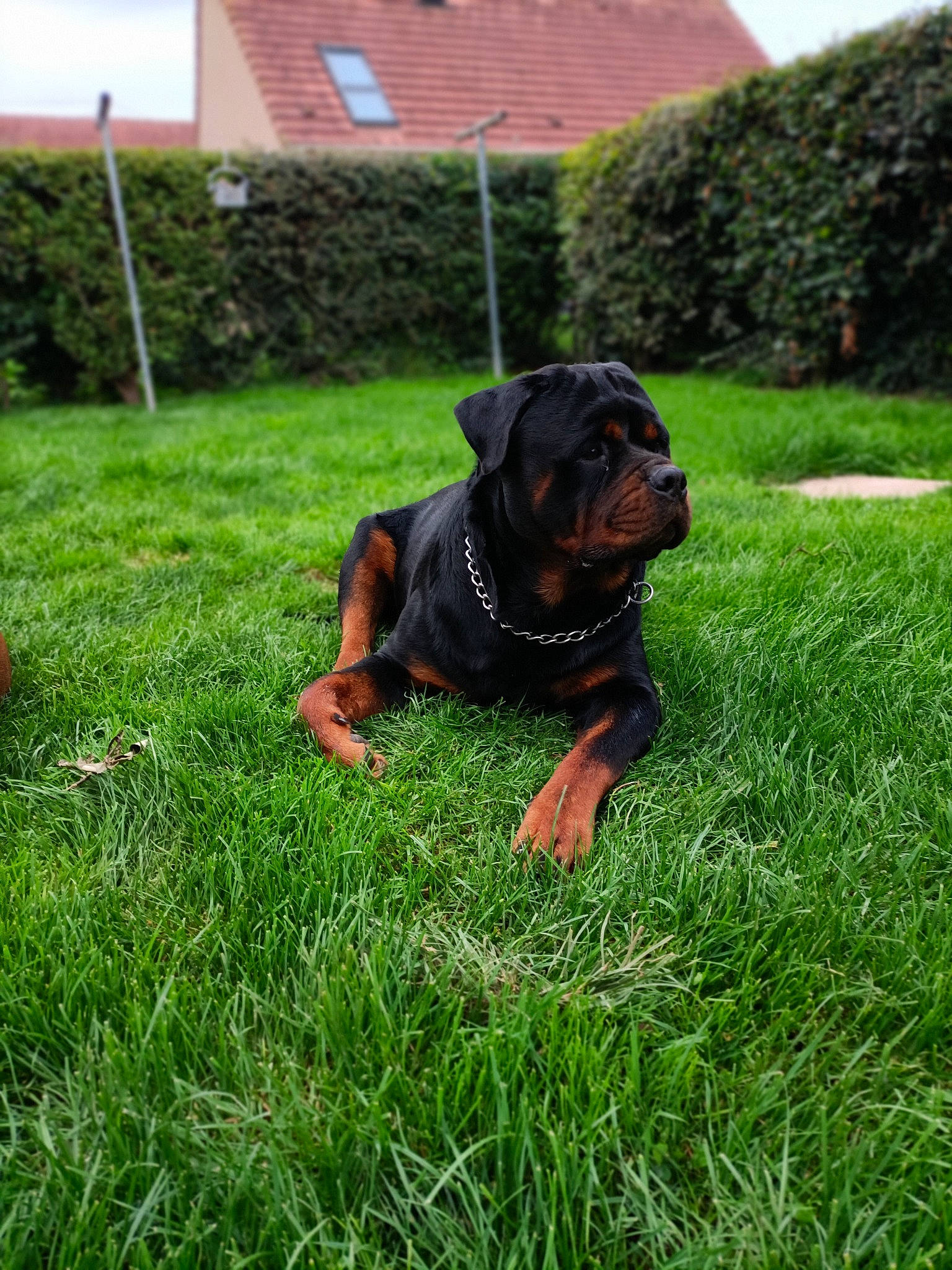 Sulcky participe au concours pour gagner de l'argent avec cette photo : ball, building, canidae, carnivore, companion_dog, dog, dog_breed, fawn, grass, grassland, guard_dog, hound, liver, plant, rottweiler, sky, snout, sporting_group, working_animal, working_dog