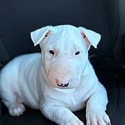 Bruce joined the competition — help win amazing prizes! puppy, dog, white_dog, pet, animal, cute, young_dog, sitting, looking, indoors, close_up, fur, paw, ears, nose, black_nose_spot, chair, resting, calm, portrait