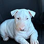puppy, dog, white_dog, pet, animal, cute, young_dog, sitting, looking, indoors, close_up, fur, paw, ears, nose, black_nose_spot, chair, resting, calm, portrait