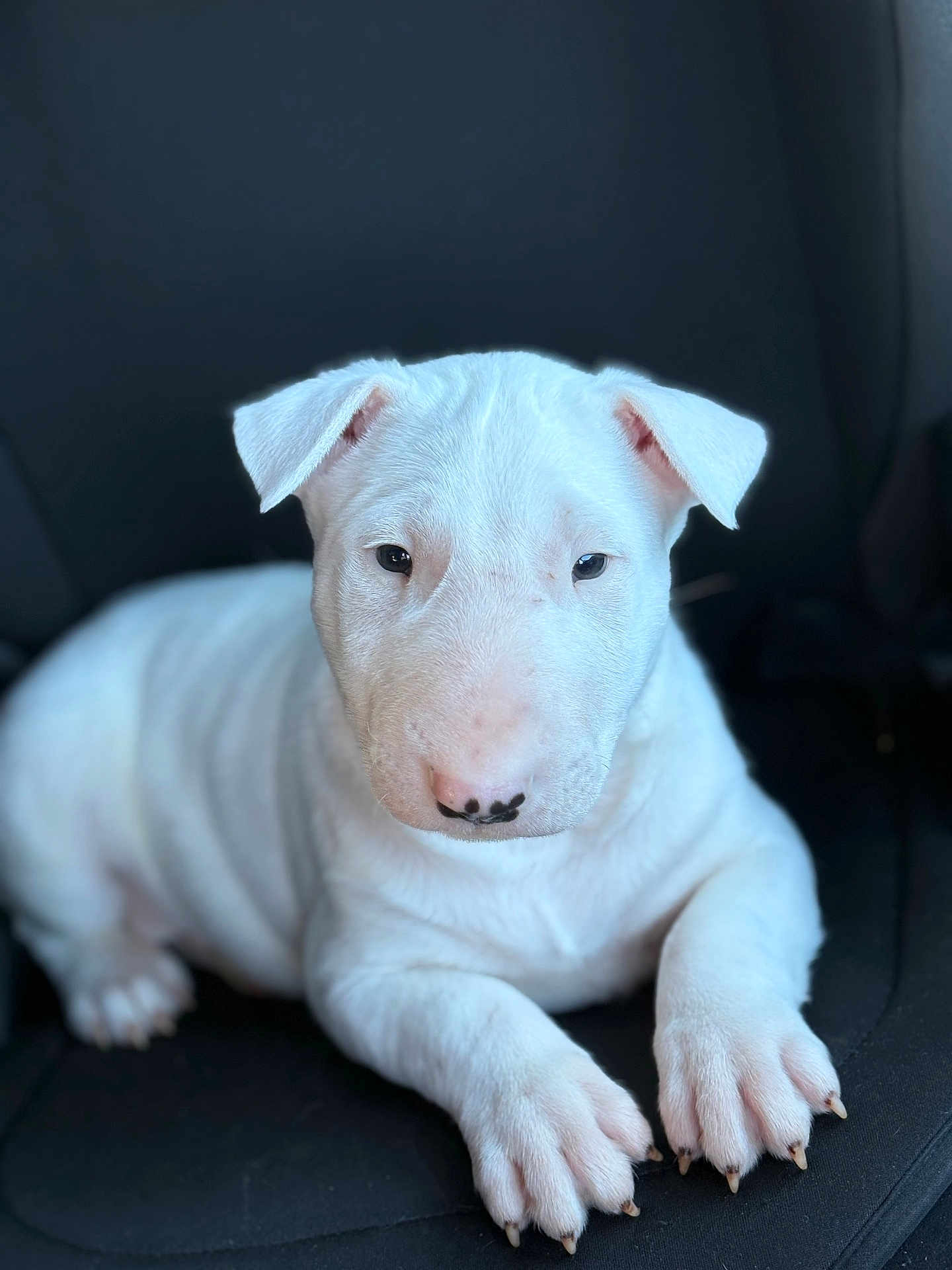 Bruce