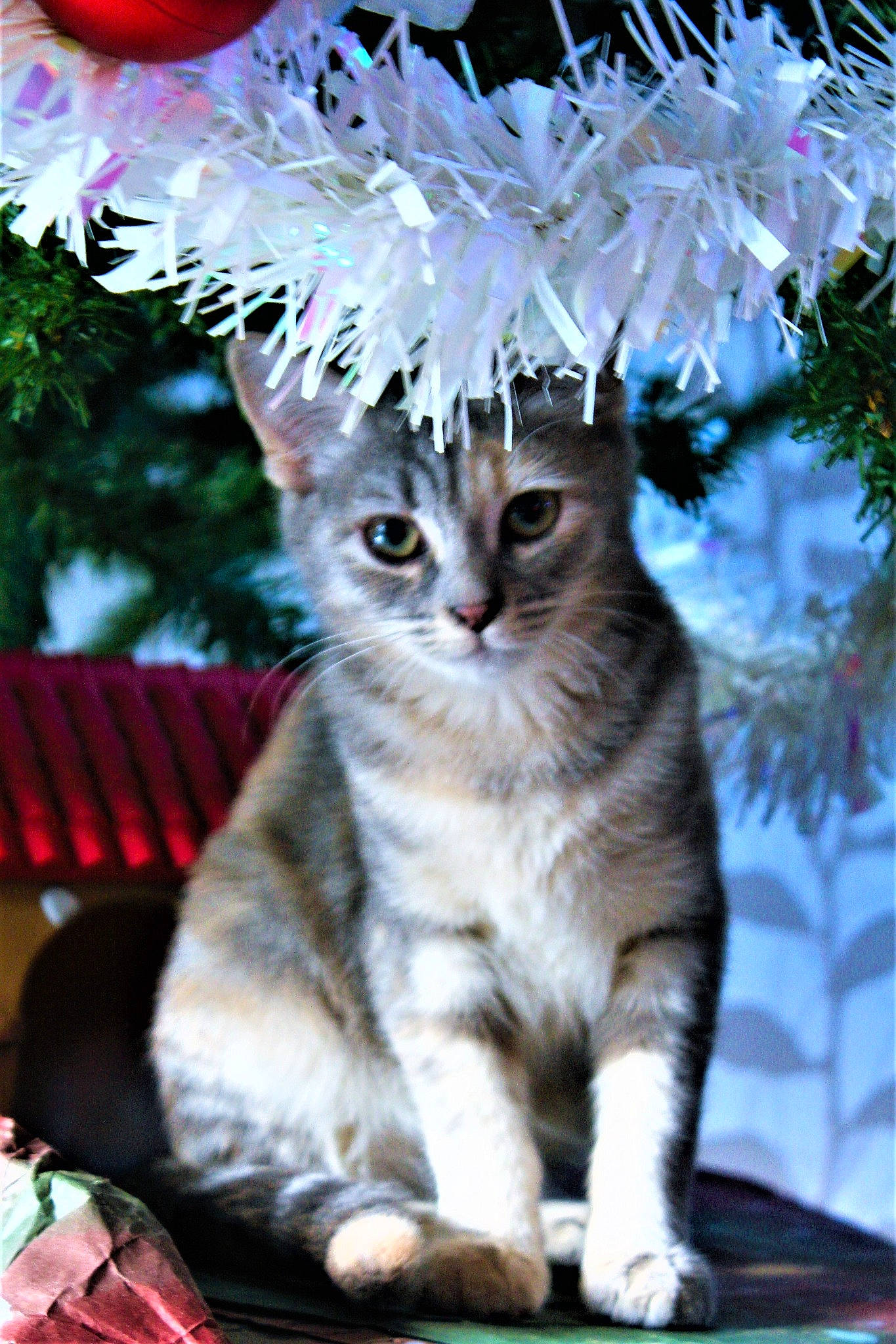Kira a rejoint le concours — aidez-le/la à gagner de superbes lots ! carnivore, cat, christmas, christmas_decoration, christmas_eve, christmas_ornament, conifer, felidae, fur, holiday, kitten, ornament, party_supply, plaid, small_to_medium_sized_cats, snout, tail, tartan, vertebrate, whiskers