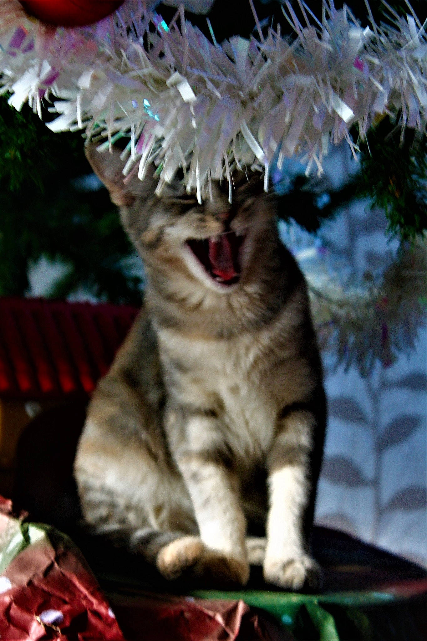 Kira a rejoint le concours — aidez-le/la à gagner de superbes lots ! carnivore, cat, claw, facial_expression, fang, felidae, fur, humour, jaw, paw, roar, small_to_medium_sized_cats, snout, terrestrial_animal, tongue, tooth, vertebrate, whiskers, yawn