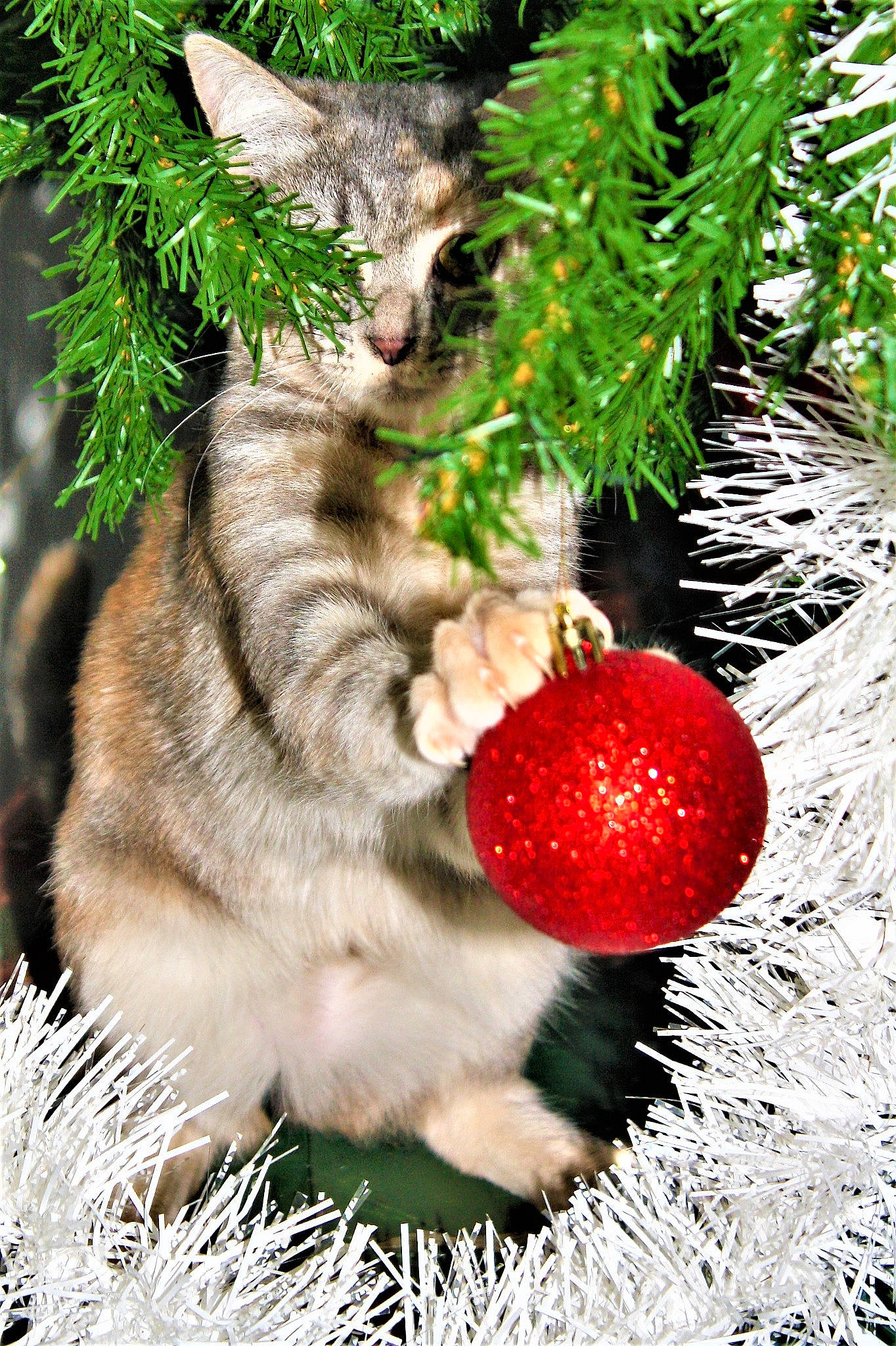 Kira a rejoint le concours — aidez-le/la à gagner de superbes lots ! alpine_strawberry, berry, carnivore, cat, evergreen, felidae, fruit, fur, natural_foods, organism, pine_family, produce, small_to_medium_sized_cats, snout, strawberries, strawberry, twig, virginia_strawberry, whiskers, woody_plant