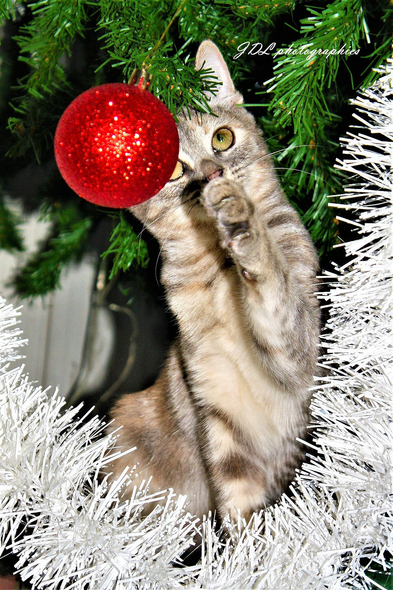 Kira a rejoint le concours — aidez-le/la à gagner de superbes lots ! carnivore, cat, christmas, christmas_decoration, christmas_eve, christmas_ornament, christmas_tree, conifer, event, evergreen, felidae, fur, holiday, holiday_ornament, organism, ornament, pine_family, small_to_medium_sized_cats, whiskers, woody_plant