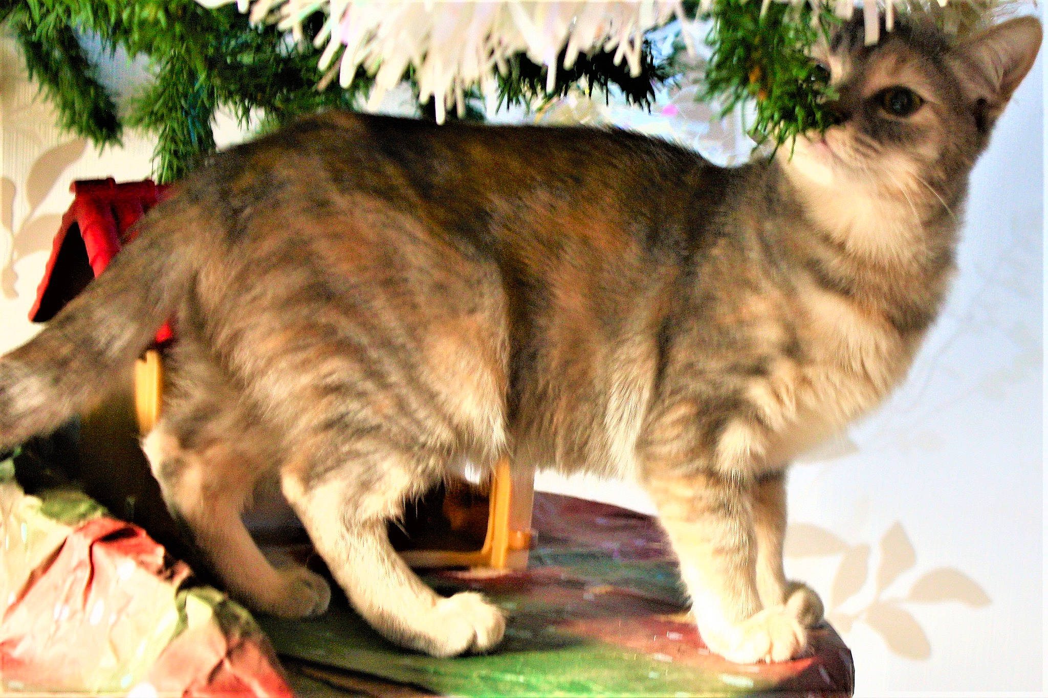 Kira a rejoint le concours — aidez-le/la à gagner de superbes lots ! carnivore, cat, claw, felidae, foot, fur, organism, small_to_medium_sized_cats, snout, tail, terrestrial_animal, toe, vertebrate, whiskers, wildlife