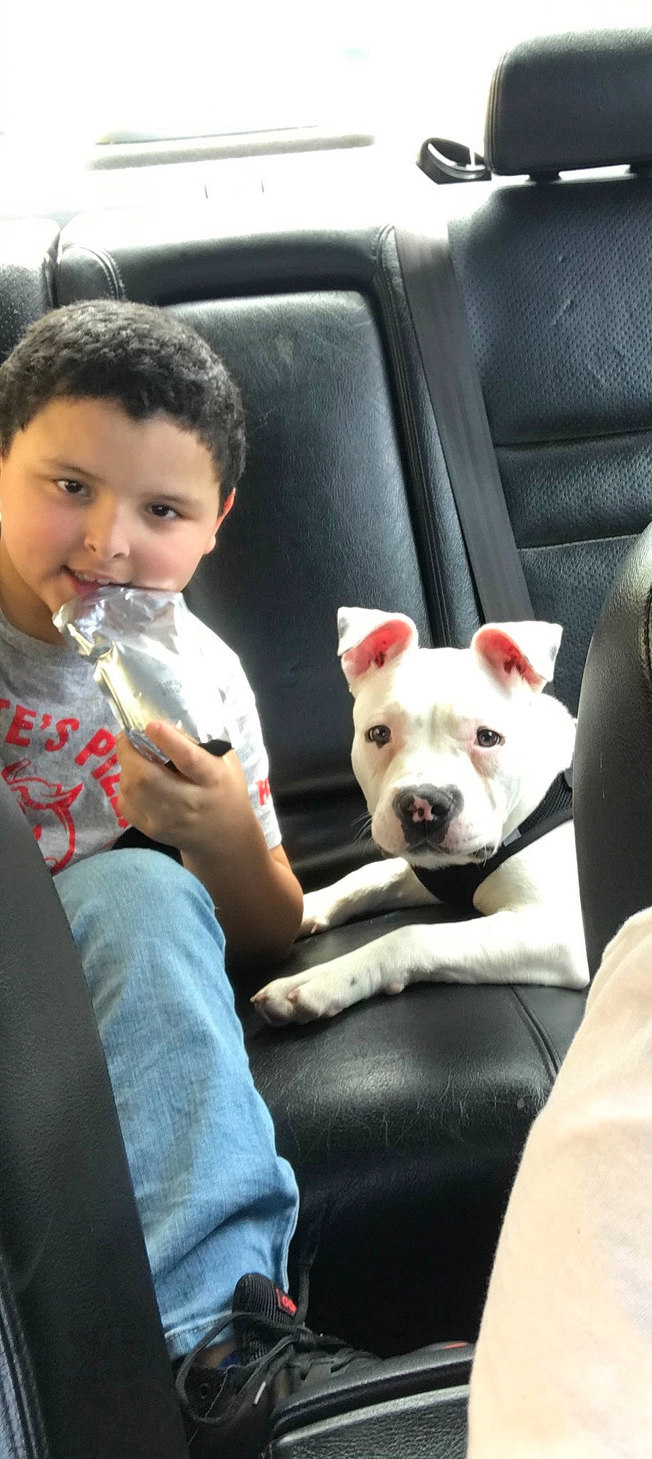 Lola joined the competition — help win amazing prizes! american_bulldog, canidae, car, car_seat, carnivore, child, companion_dog, dog, dog_breed, driving, ear, fawn, french_bulldog, mammal, non_sporting_group, puppy_love, snout, sporting_group, vehicle