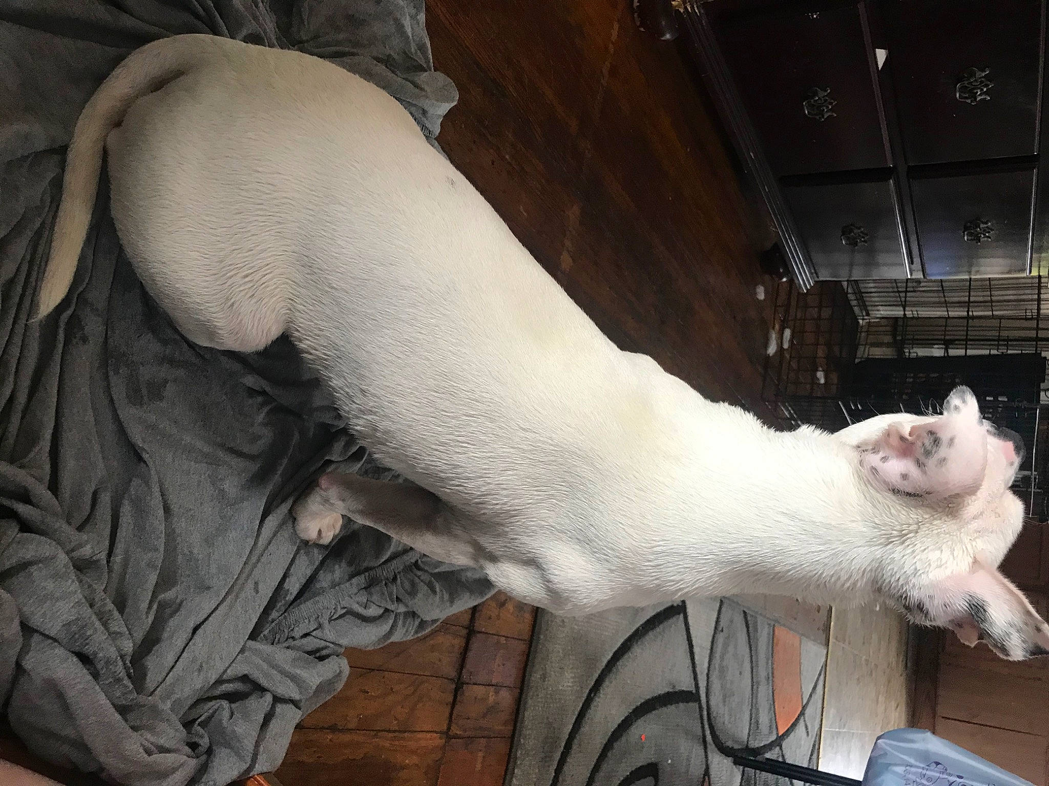 Lola joined the competition — help win amazing prizes! burmilla, canidae, carnivore, cat, fawn, felidae, khao_manee, mammal, small_to_medium_sized_cats, tail, whiskers