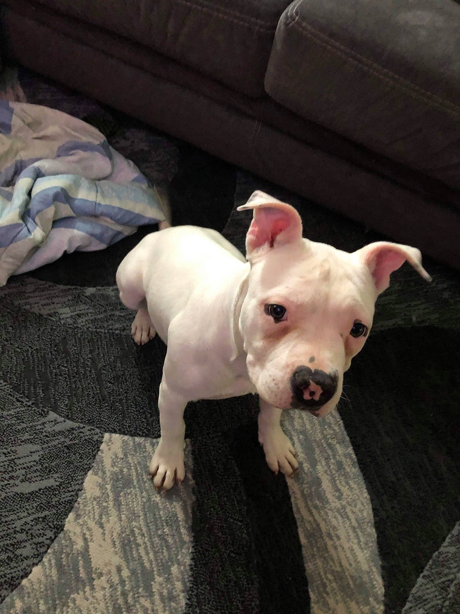 Lola joined the competition — help win amazing prizes! american_bulldog, american_pit_bull_terrier, bull_and_terrier, canidae, carnivore, companion_dog, dog, dog_breed, dogo_argentino, dogo_guatemalteco, english_white_terrier, fawn, mammal, non_sporting_group, pit_bull, puppy, rare_breed_dog, snout, valley_bulldog, vertebrate