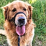 animal, canine, closeup, dog, ears, friendly, fur, golden_retriever, grass, happy, leash, muzzle, muzzle_strap, nature, outdoor, pet, playful, sitting, summer, tongue_out
