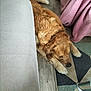 animal, blanket, canine, couch, cozy, dog, domestic, floor, fur, furniture, golden_retriever, home, indoor, paw, pet, relaxed, resting, rug, sleeping, wood_floor