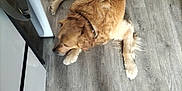 Rafale a rejoint le concours — aidez-le/la à gagner de superbes lots ! animal, black_shoe, collar, dog, domestic, floor, fur, golden_retriever, home, indoor, kitchen, pet, pink_laces, quiet, relaxing, resting, shoe, sleeping, sneaker, wooden_floor