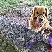 Rafale a rejoint le concours — aidez-le/la à gagner de superbes lots ! animal, bench, canine, daylight, dog, friendly, fur, golden_retriever, grass, leash, muzzle, nature, outdoor, park, pet, playful, sitting, smiling, stone, tongue_out