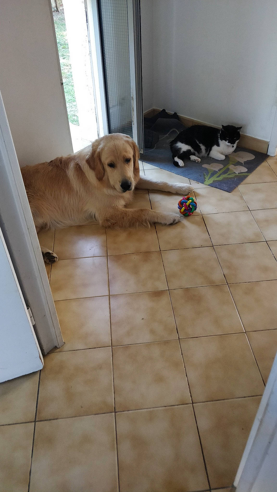 Rochette a rejoint le concours — aidez-le/la à gagner de superbes lots ! beige, canidae, carnivore, companion_dog, dog, dog_breed, dog_supply, fawn, floor, flooring, gun_dog, hardwood, laminate_flooring, pet_supply, tile, tile_flooring, vertebrate, wood, wood_flooring, working_animal