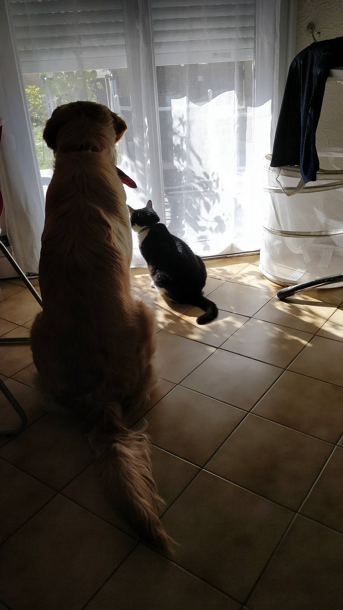 Rochette participe au concours pour gagner de l'argent avec cette photo : canidae, carnivore, companion_dog, curtain, dog, dog_breed, fawn, floor, flooring, fur, hardwood, human_leg, pet_supply, shadow, sporting_group, tail, terrier, tints_and_shades, wood, working_animal