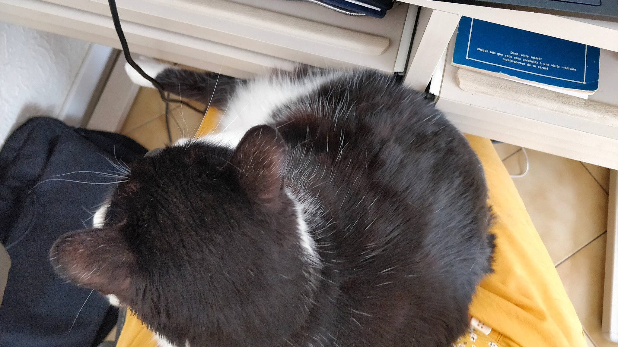 Rochette participe au concours pour gagner de l'argent avec cette photo : black_cat, carnivore, cat, claw, collar, comfort, dog_breed, domestic_short_haired_cat, ear, felidae, flooring, fur, nap, pet_supply, room, small_to_medium_sized_cats, sporting_group, tail, terrestrial_animal, whiskers