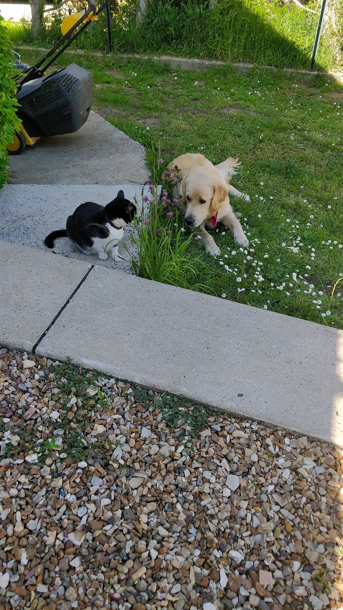 Rochette participe au concours pour gagner de l'argent avec cette photo : asphalt, carnivore, cat, companion_dog, dog, dog_breed, fawn, felidae, flagstone, flooring, grass, grass_family, groundcover, mammal, plant, road, road_surface, sidewalk, small_to_medium_sized_cats, vertebrate