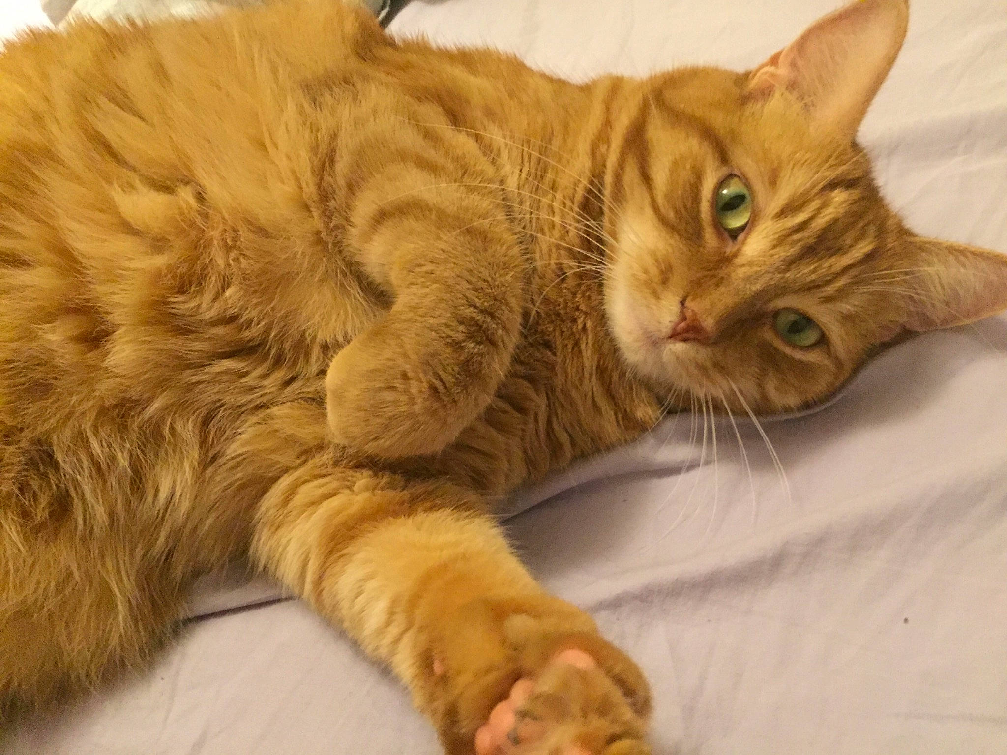 Rouquin participe au concours pour gagner de l'argent avec cette photo : aegean_cat, arabian_mau, asian, australian_mist, carnivore, cat, claw, domestic_long_haired_cat, domestic_short_haired_cat, dragon_li, european_shorthair, felidae, fur, german_rex, mammal, paw, small_to_medium_sized_cats, snout, tabby_cat, whiskers