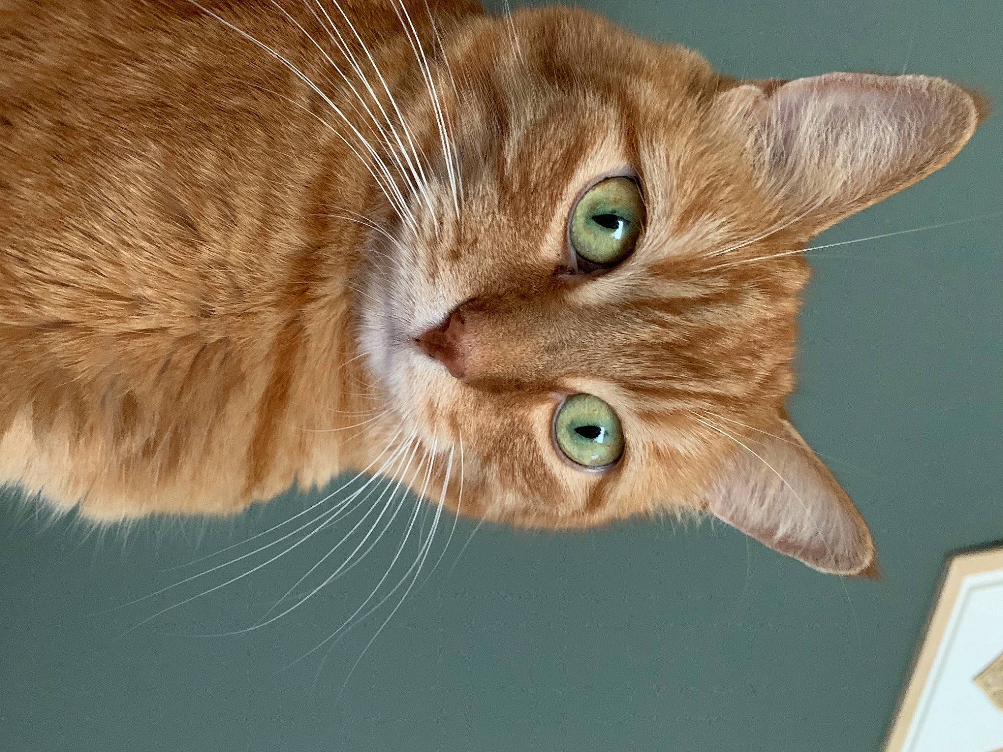 Rouquin participe au concours pour gagner de l'argent avec cette photo : carnivore, cat, close_up, domestic_short_haired_cat, ear, felidae, fur, macro_photography, picture_frame, small_to_medium_sized_cats, snout, whiskers, wildlife