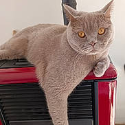 Ushi participe au concours pour gagner de l'argent avec cette photo : cat, gray_cat, amber_eyes, lounging, heater, red_heater, black_heater, indoor, pet, feline, relaxed, paw, fur, whiskers, ear, face, domestic_animal, cute, animal, resting