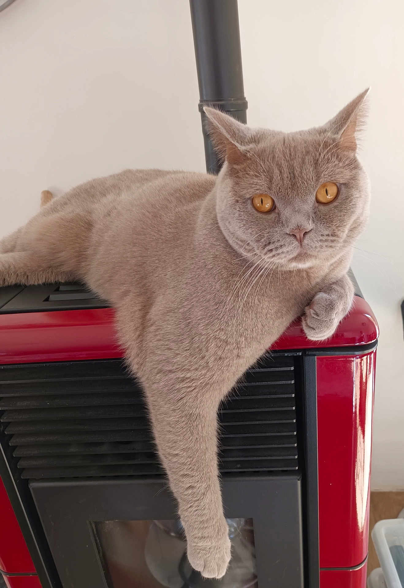 Ushi participe au concours pour gagner de l'argent avec cette photo : cat, gray_cat, amber_eyes, lounging, heater, red_heater, black_heater, indoor, pet, feline, relaxed, paw, fur, whiskers, ear, face, domestic_animal, cute, animal, resting