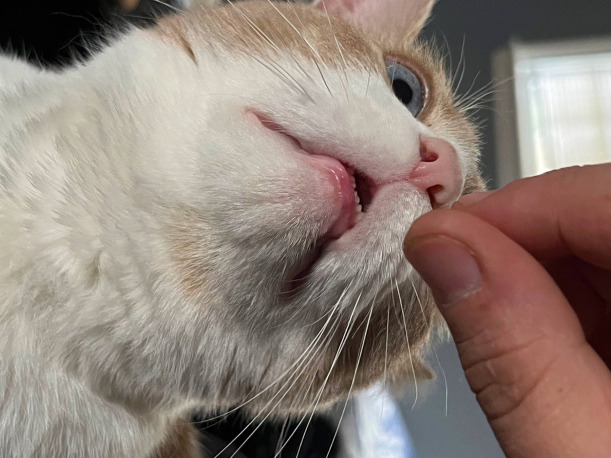 Milo is registered to the contest to win money with this photo: carnivore, cat, close_up, comfort, domestic_short_haired_cat, fang, felidae, fur, paw, small_to_medium_sized_cats, snout, whiskers