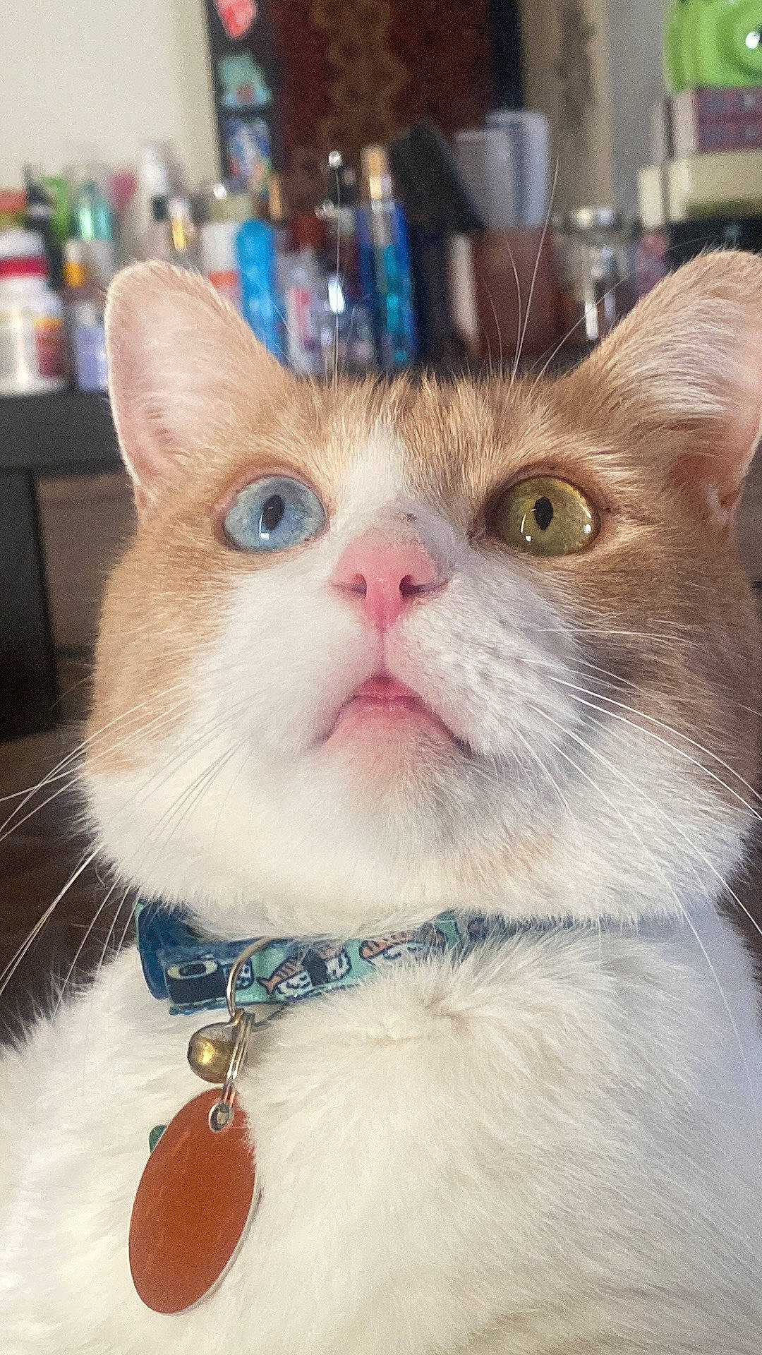 Milo joined the competition — help win amazing prizes! carnivore, cat, cat_supply, collar, domestic_short_haired_cat, ear, eye, fawn, felidae, fur, iris, nose, paw, pet_supply, small_to_medium_sized_cats, snout, tail, whiskers, window