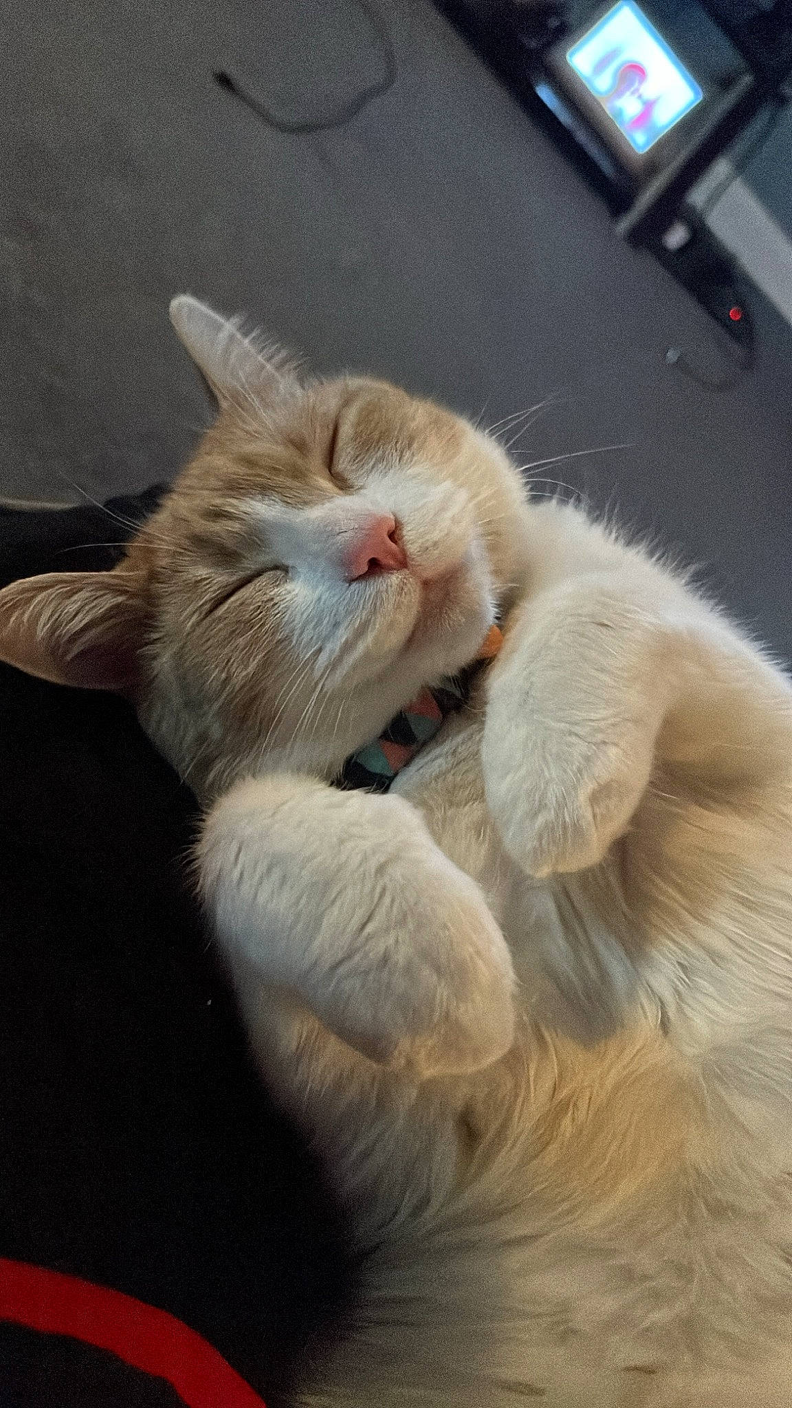 Milo joined the competition — help win amazing prizes! carnivore, cat, claw, comfort, domestic_short_haired_cat, felidae, foot, fur, gesture, nap, paw, sleep, small_to_medium_sized_cats, tail, whiskers