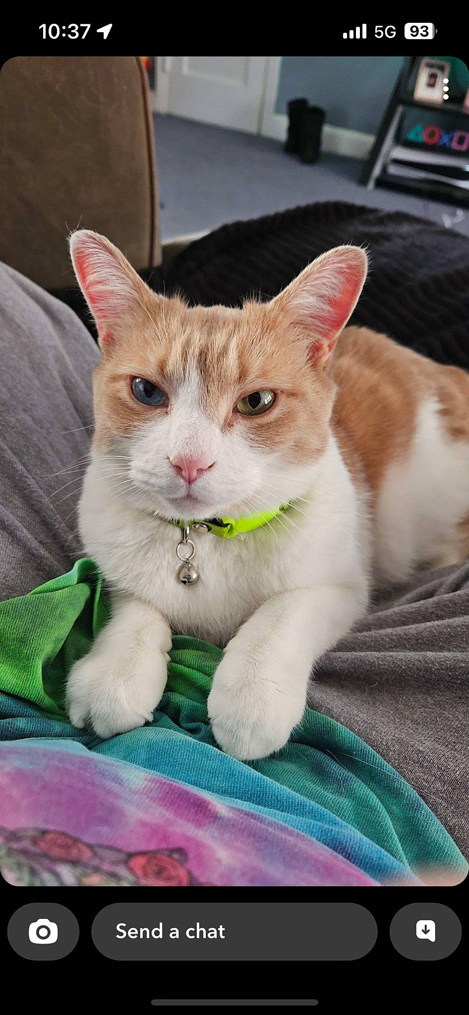 Milo is registered to the contest to win money with this photo: carnivore, cat, claw, collar, domestic_short_haired_cat, fawn, felidae, fur, grass, paw, sitting, small_to_medium_sized_cats, snout, tail, terrestrial_animal, whiskers