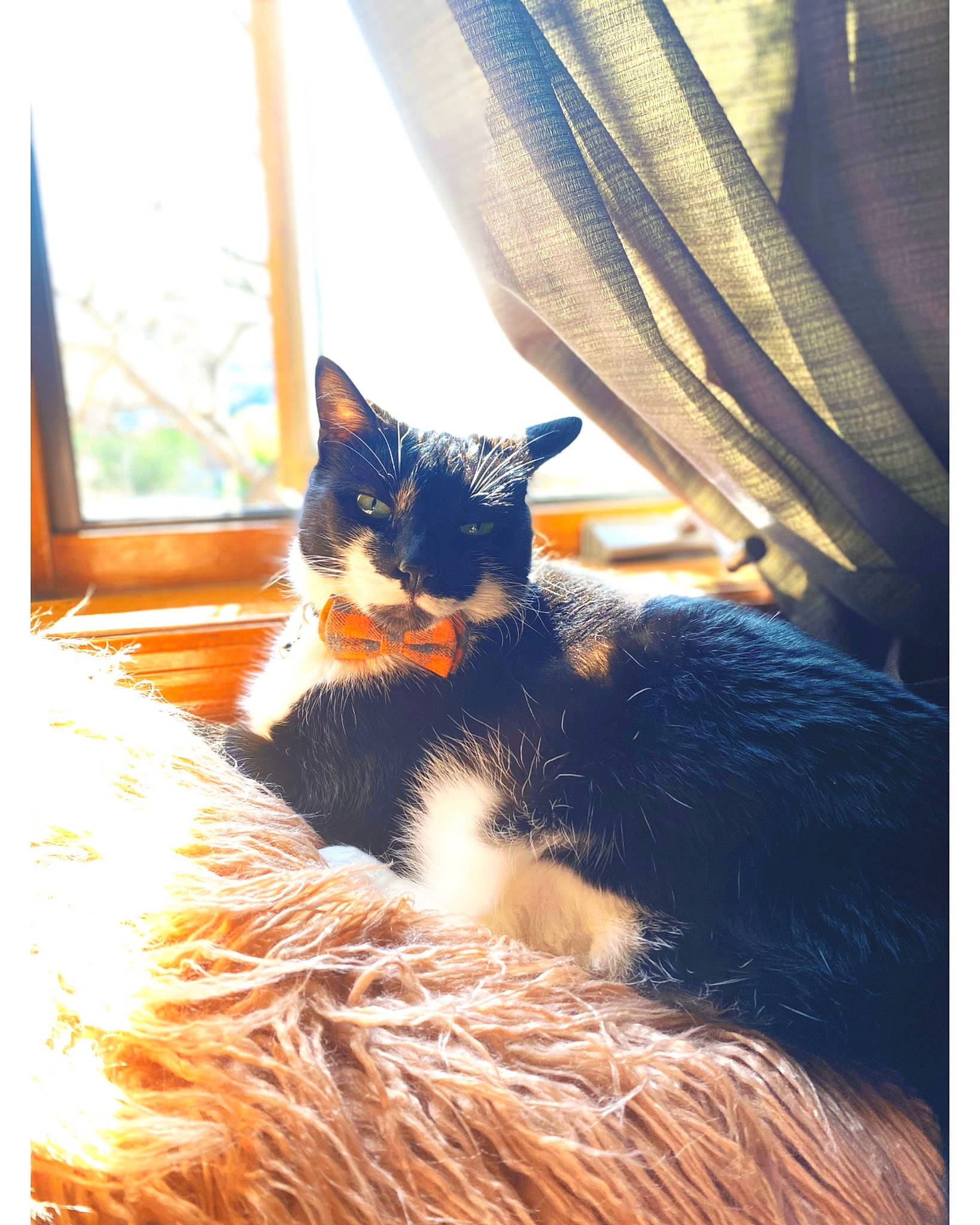 Oliver is registered to the contest to win money with this photo: carnivore, cat, comfort, curtain, domestic_short_haired_cat, electric_blue, fawn, felidae, fur, grass, sitting, small_to_medium_sized_cats, snout, tail, tints_and_shades, tree, whiskers, window, wood