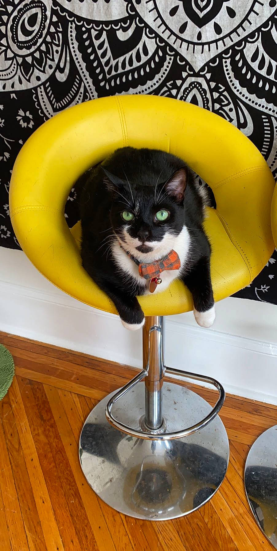 Oliver is registered to the contest to win money with this photo: barware, carnivore, cat, cat_supply, dishware, domestic_short_haired_cat, drinkware, felidae, hardwood, liquid, pet_supply, plate, room, serveware, small_to_medium_sized_cats, stemware, table, tableware, tail, whiskers
