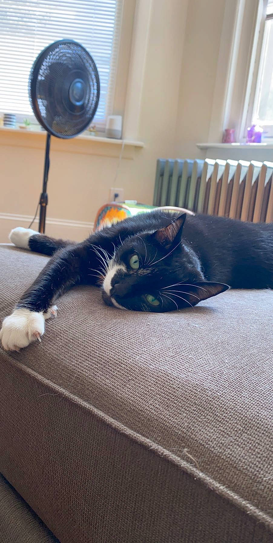 Oliver is registered to the contest to win money with this photo: black_cat, carnivore, cat, comfort, couch, domestic_short_haired_cat, felidae, floor, flooring, furniture, grey, hardwood, interior_design, living_room, room, small_to_medium_sized_cats, tail, textile, whiskers, wood