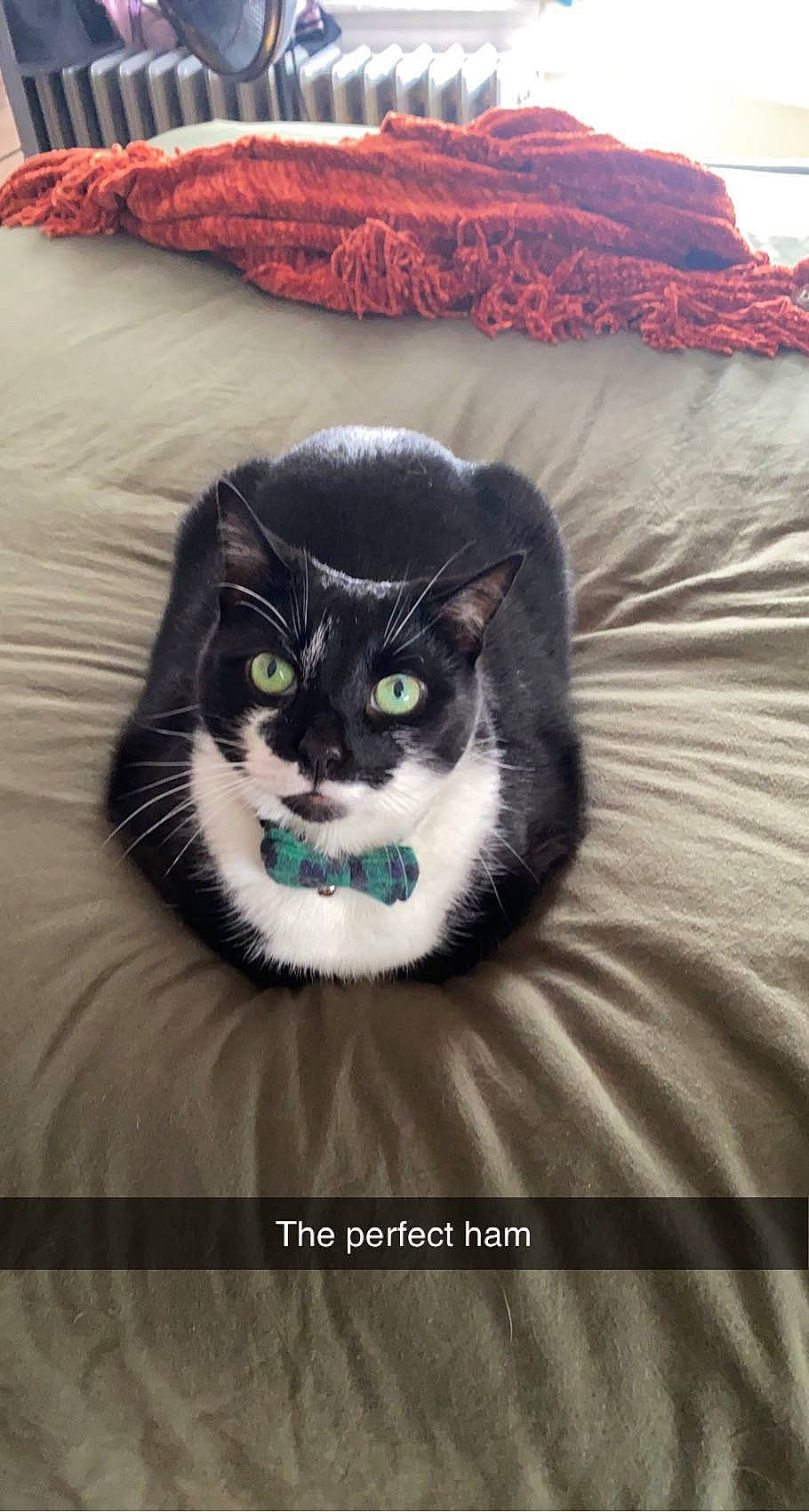 Oliver joined the competition — help win amazing prizes! carnivore, cat, comfort, domestic_short_haired_cat, electric_blue, felidae, fur, grey, linens, pattern, paw, sitting, small_to_medium_sized_cats, snout, tail, textile, whiskers