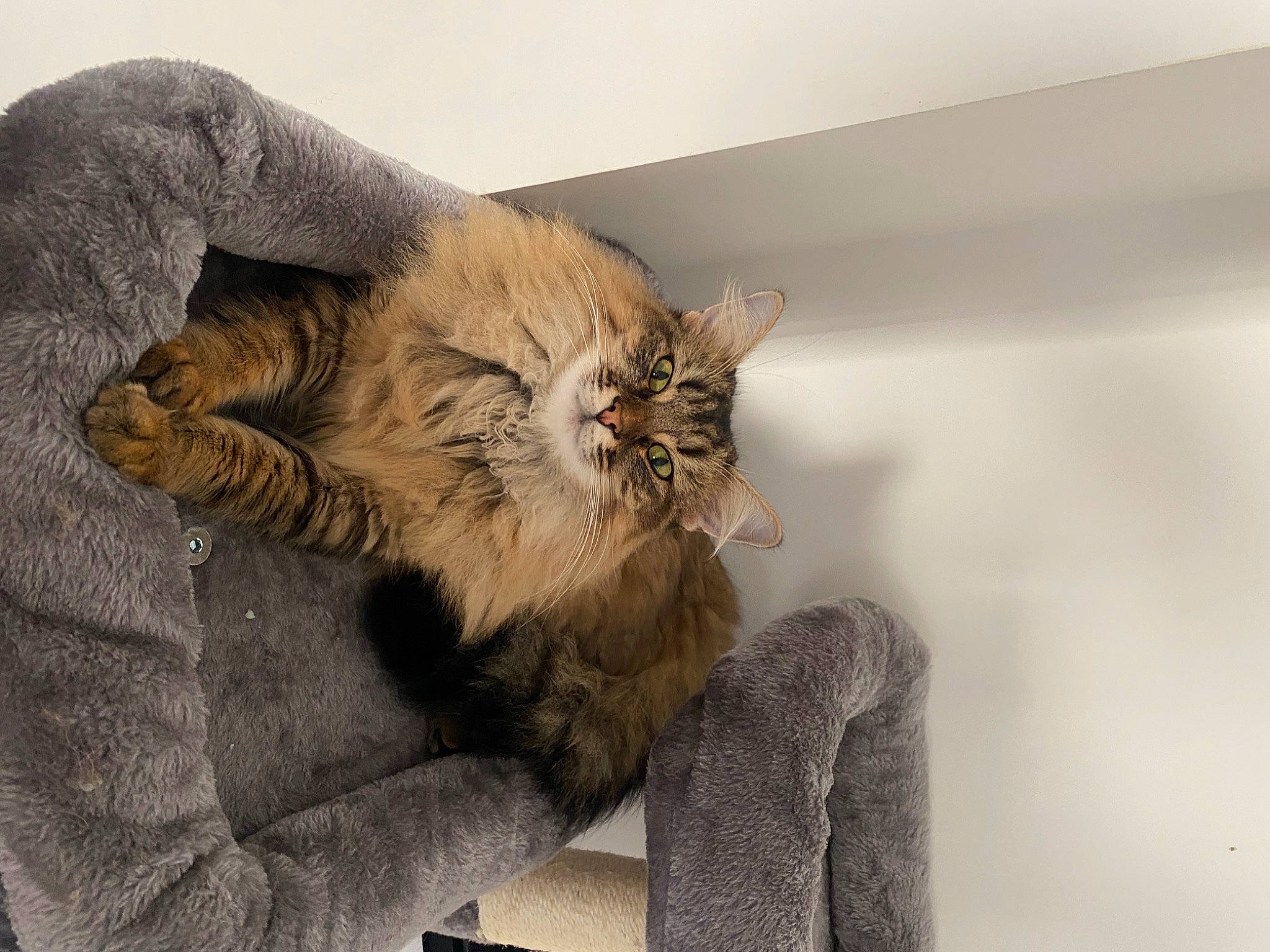 Ruby participe au concours pour gagner de l'argent avec cette photo : carnivore, cat, claw, comfort, domestic_short_haired_cat, fawn, felidae, fur, grey, nap, paw, small_to_medium_sized_cats, tail, terrestrial_animal, whiskers, wood