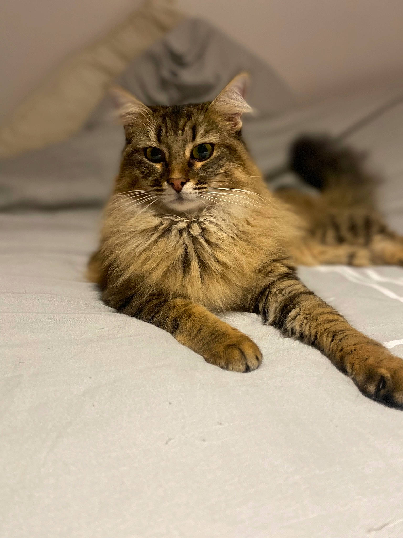 Ruby a rejoint le concours — aidez-le/la à gagner de superbes lots ! carnivore, cat, claw, domestic_short_haired_cat, eye, fawn, felidae, flooring, fur, hair, hardwood, paw, sitting, small_to_medium_sized_cats, snout, tail, terrestrial_animal, whiskers, wildlife, wood