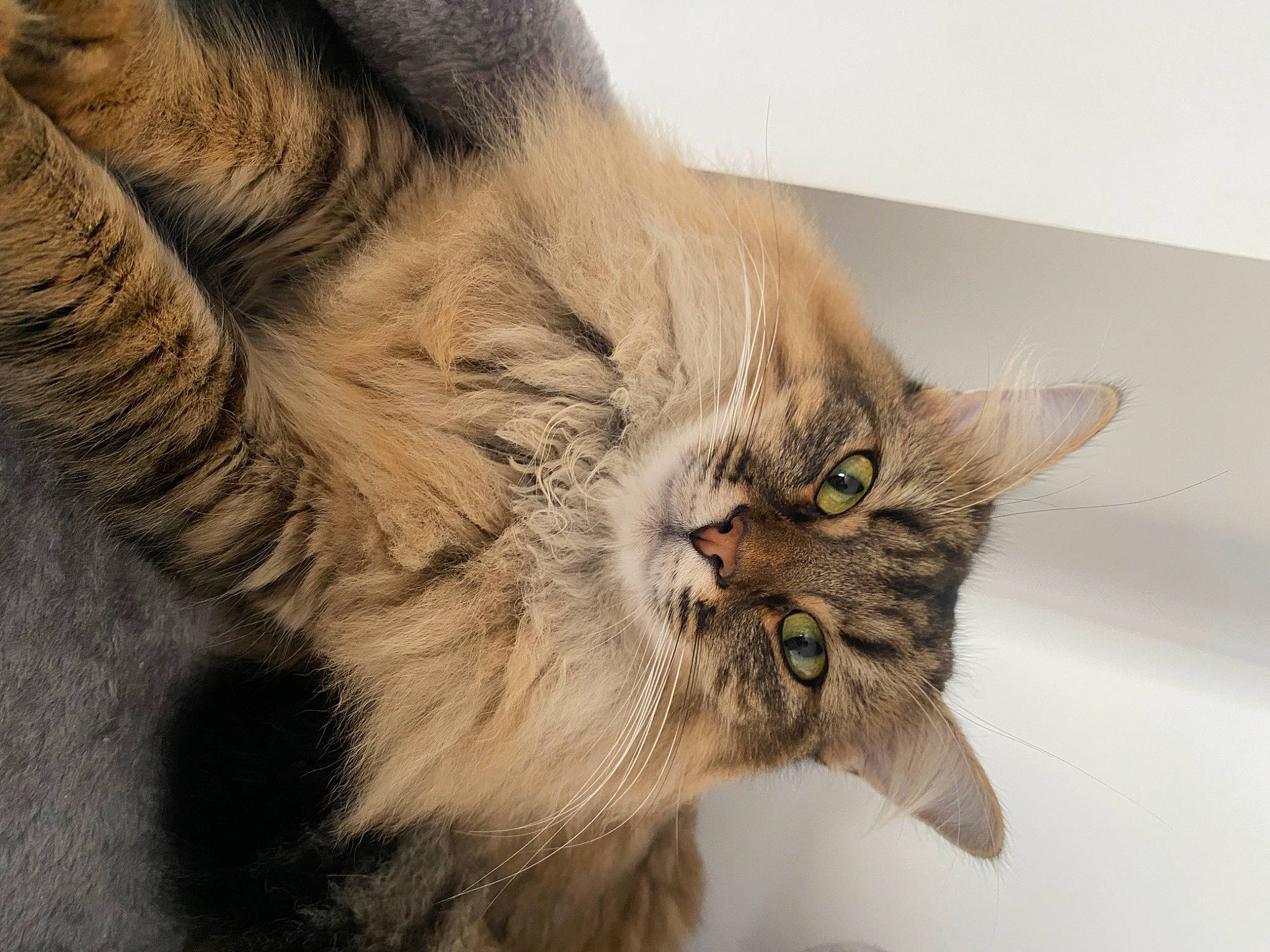 Ruby participe au concours pour gagner de l'argent avec cette photo : carnivore, cat, claw, domestic_short_haired_cat, eye, felidae, fur, maine_coon, paw, small_to_medium_sized_cats, snout, terrestrial_animal, whiskers