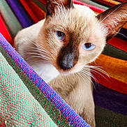 Blue joined the competition — help win amazing prizes! cat, siamese_cat, blue_eyes, close_up, pet, animal, whiskers, ears, fur, colorful, fabric, woven_textile, texture, striped, cozy, indoor, portrait, soft_light, curious, resting